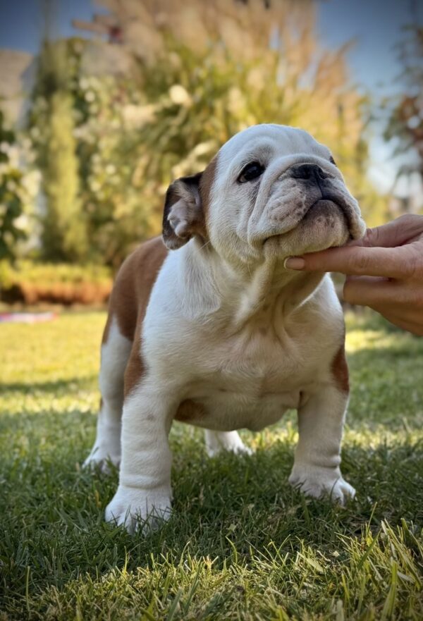 Ernest English Bulldog Ernest English Bulldog