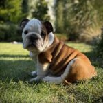 Ernest-male-English-bulldog-puppy-for-sale (3)