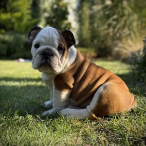 Ernest English Bulldog Ernest English Bulldog