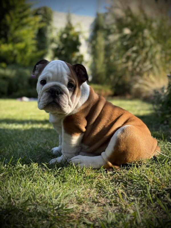 Ernest English Bulldog Ernest English Bulldog
