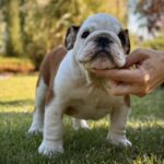 Ernest-male-English-bulldog-puppy-for-sale (4)