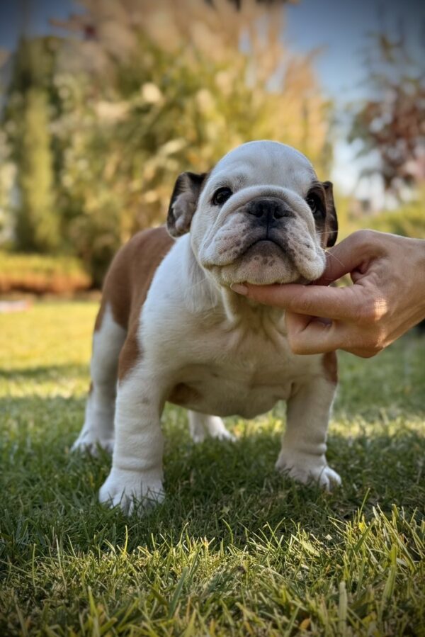 Ernest English Bulldog Ernest English Bulldog