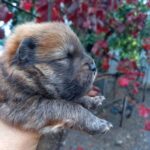 Esot-male-chow-chow-puppy-for-sale-1