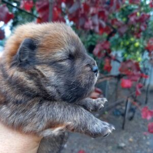 Esot Chow-Chow Esot Chow-Chow