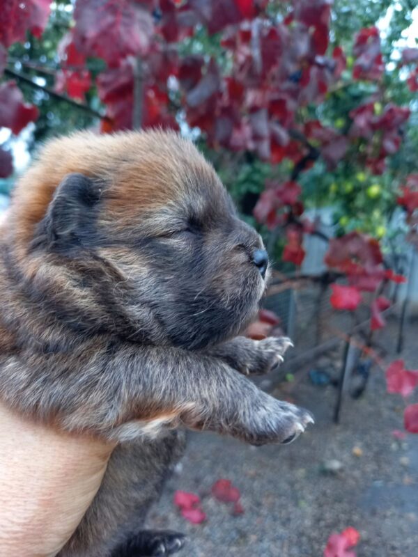 Esot Chow-Chow Esot Chow-Chow