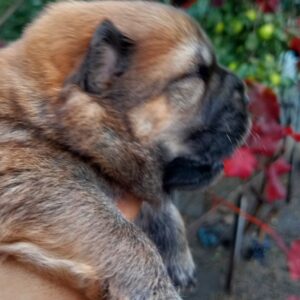 Evalda Chow-Chow Evalda Chow-Chow