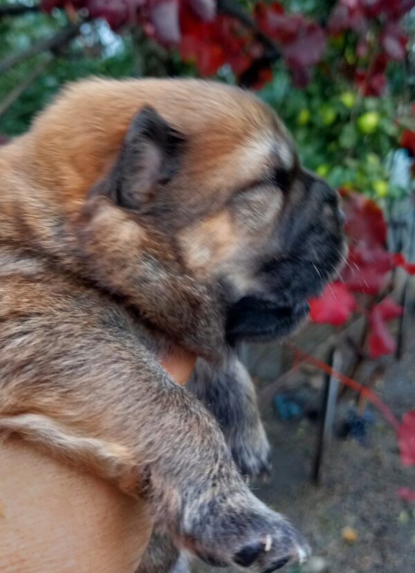 Evalda Chow-Chow Evalda Chow-Chow