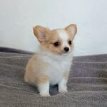 Fade-male-chihuahua-puppy-for-sale-1 (1)
