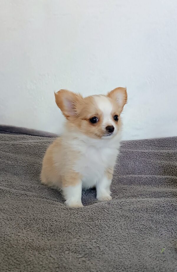 Fade Chihuahua Fade Chihuahua