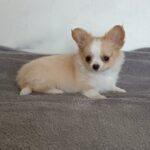 Fade-male-chihuahua-puppy-for-sale-1 (2)