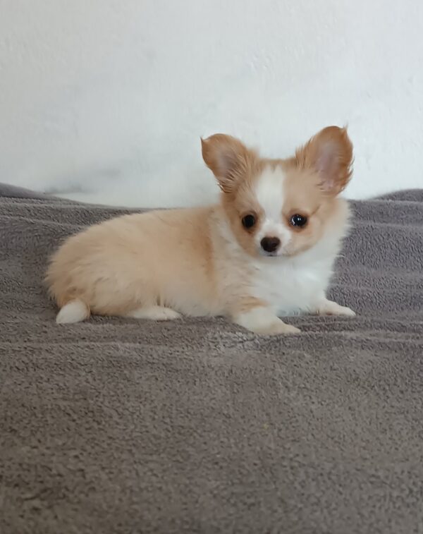 Fade Chihuahua Fade Chihuahua
