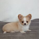 Fade-male-chihuahua-puppy-for-sale-1 (3)