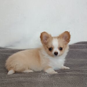Fade Chihuahua Fade Chihuahua