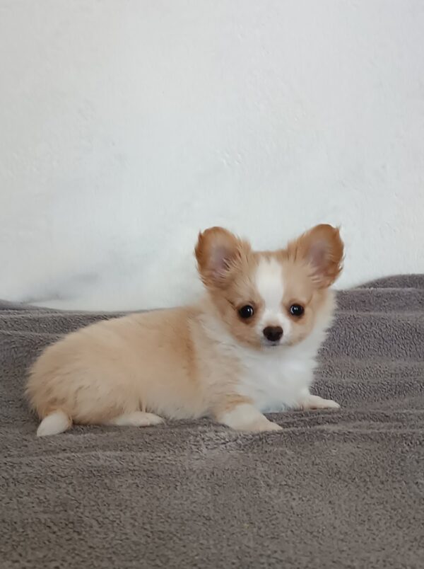 Fade Chihuahua Fade Chihuahua