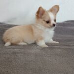Fade-male-chihuahua-puppy-for-sale-1 (4)