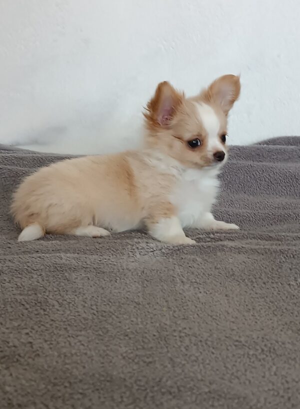 Fade Chihuahua Fade Chihuahua