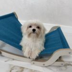 Faina-female-Maltese-puppy-for-sale-1 (1)