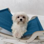 Faina-female-Maltese-puppy-for-sale-1 (2)