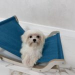 Faina-female-Maltese-puppy-for-sale-1 (3)