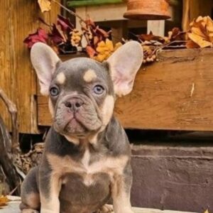 Fairy French Bulldog Fairy French Bulldog