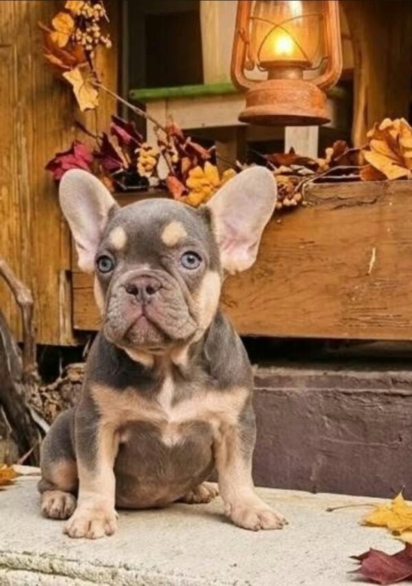 Fairy French Bulldog Fairy French Bulldog