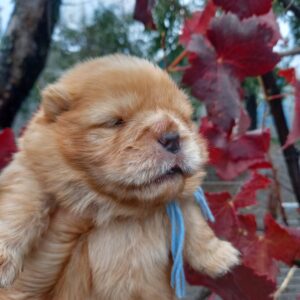 Farim Chow-Chow Farim Chow-Chow