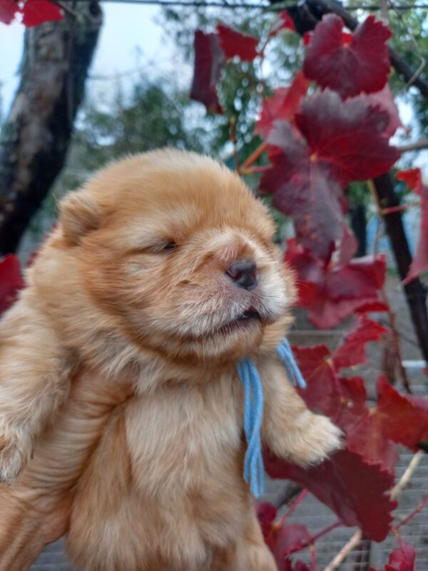 Farim Chow-Chow Farim Chow-Chow