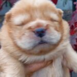 Farim-male-chow-chow-puppy-for-sale-1 (2)