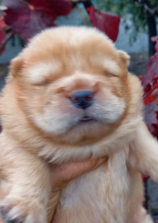 Farim Chow-Chow Farim Chow-Chow