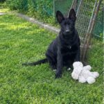 Farina-female-German-shepherd-puppy-for-sale-1 (1)