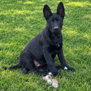 Farina German Shepherd Farina German Shepherd