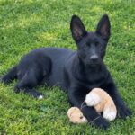 Farina-female-German-shepherd-puppy-for-sale-1 (3)