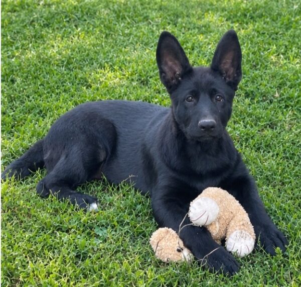 Farina German Shepherd Farina German Shepherd