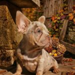 Farro-male-French-bulldog-puppy-for-sale-1