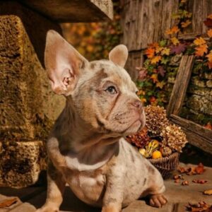 Farro French Bulldog Farro French Bulldog