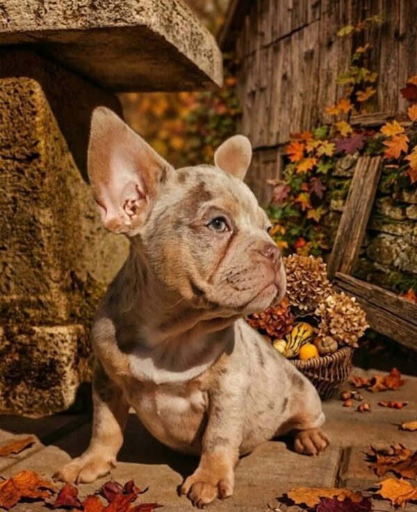 Farro French Bulldog Farro French Bulldog