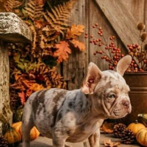 Fest French Bulldog Fest French Bulldog