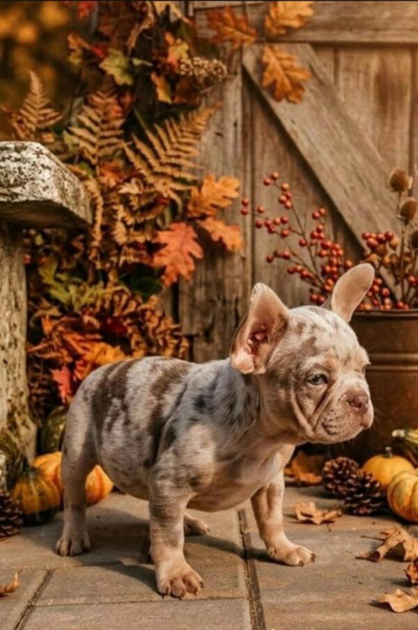 Fest French Bulldog Fest French Bulldog