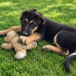 Francho-male-German-shepherd-puppy-for-sale-1 (1)