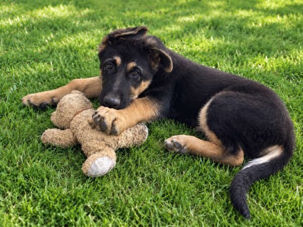 Francho German Shepherd Francho German Shepherd