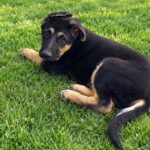 Francho-male-German-shepherd-puppy-for-sale-1 (2)