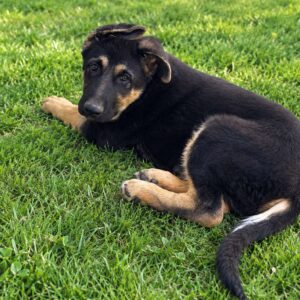 Francho German Shepherd Francho German Shepherd