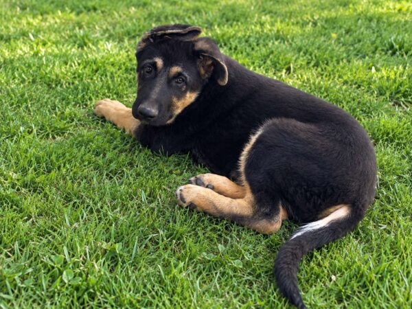 Francho German Shepherd Francho German Shepherd
