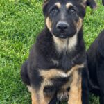 Francho-male-German-shepherd-puppy-for-sale-1 (3)