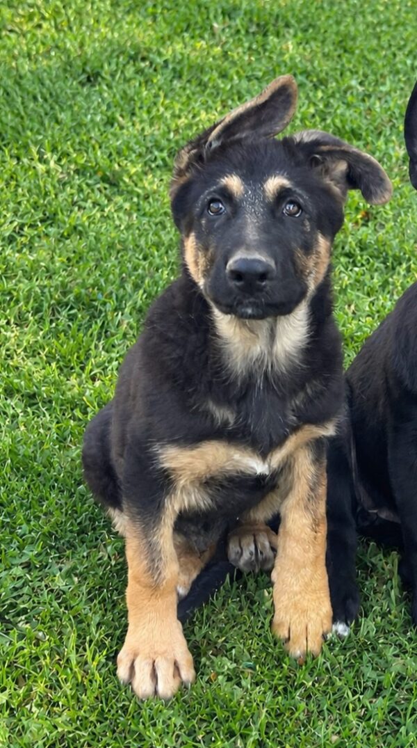Francho German Shepherd Francho German Shepherd