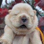 Frensi-male-chow-chow-puppy-for-sale-1