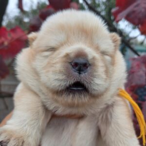 Frensi Chow-Chow Frensi Chow-Chow