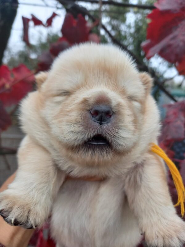 Frensi Chow-Chow Frensi Chow-Chow