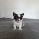 Funt-male-chihuahua-puppy-for-sale-1 (1)