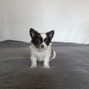 Funt Chihuahua Funt Chihuahua